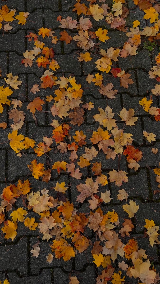 Golden and amber autumn leaves scattered across cobblestones